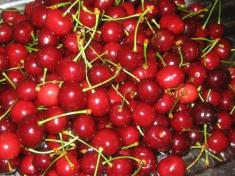 Ricetta - Sformato di ciliegie
